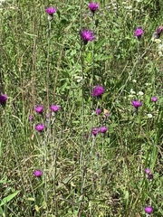 Cirsium carolinianum