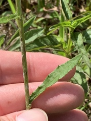 Cirsium carolinianum