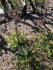 Lomatium repostum