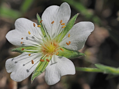 Potentilla alba