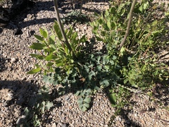 Lomatium repostum