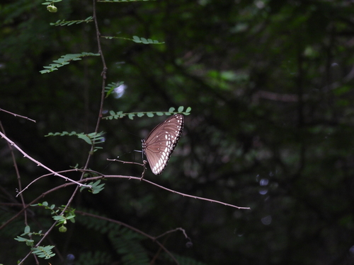 Double-branded Crow Butterfly