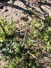 Lomatium repostum