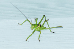 Neobarrettia spinosa