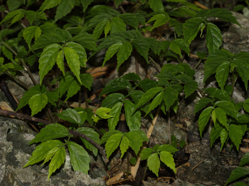 Elatostema bulbiferum (Elatostema bulbiferum)