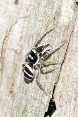 Salticus austinensis