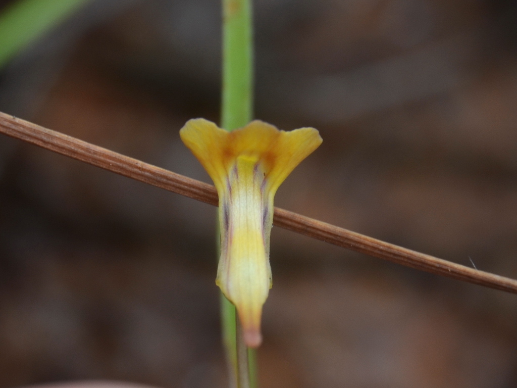 Utricularia brennanii R.W.Jobson & Baleeiro 2