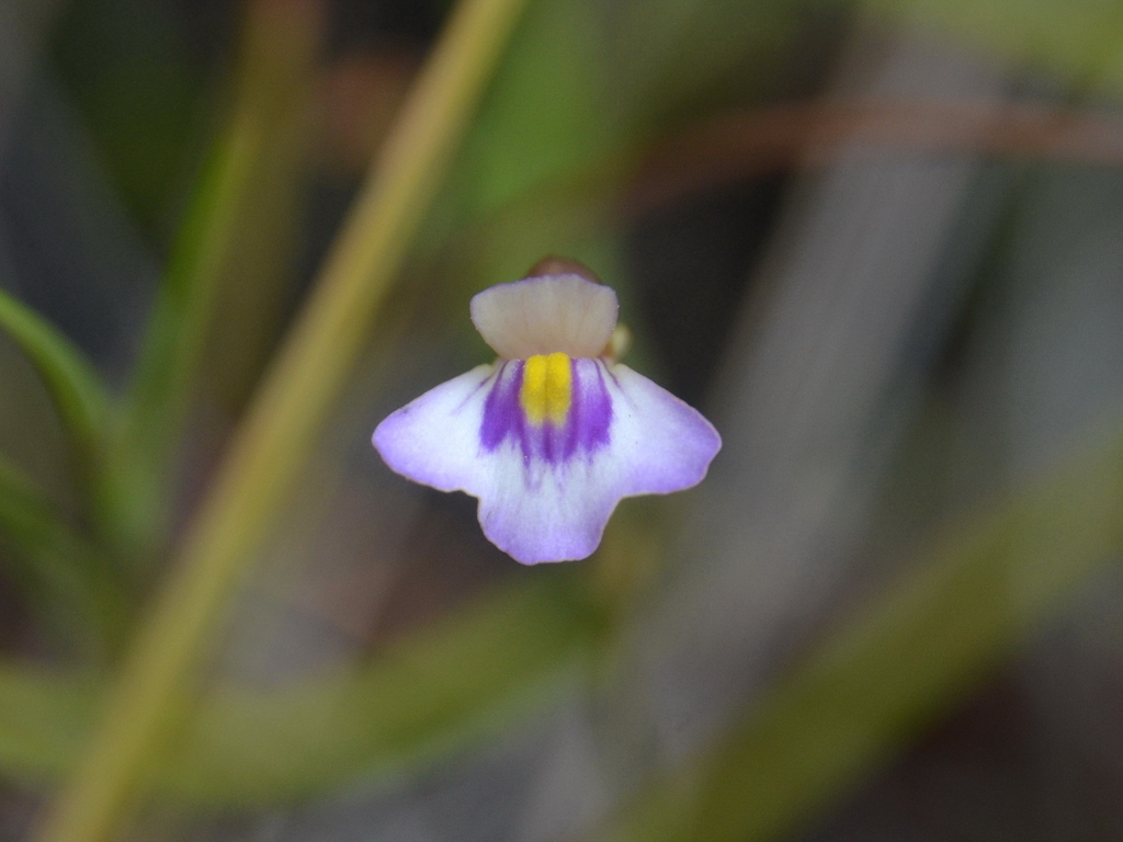 Utricularia brennanii R.W.Jobson & Baleeiro