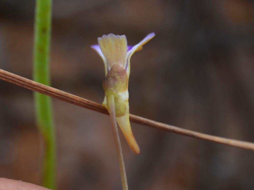 Utricularia brennanii R.W.Jobson & Baleeiro 4