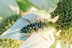 Placosternus difficilis