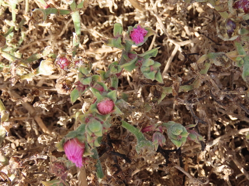 Image of Mesembryanthemum guerichianum by no rights reserved