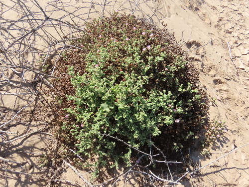 Image of Mesembryanthemum guerichianum by no rights reserved