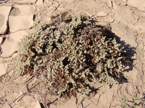 Image of Aizoon papulosum by no rights reserved