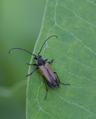 Trigonarthris proxima