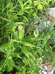Agastache urticifolia