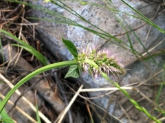Agastache urticifolia