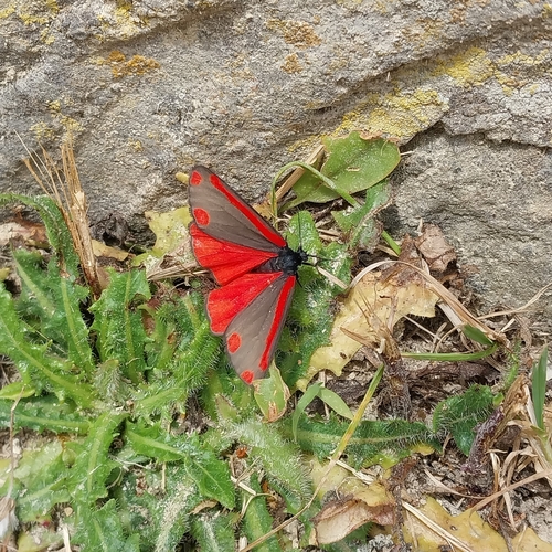 Tyria jacobaeae