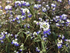 Collinsia grandiflora