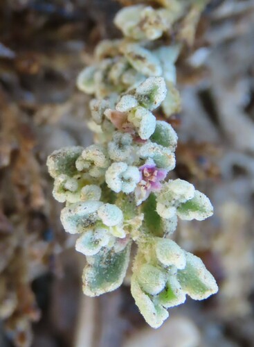 Image of Aizoon papulosum by no rights reserved