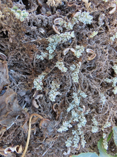 Image of Aizoon papulosum by no rights reserved