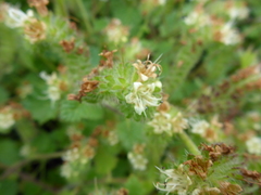 Phacelia malvifolia