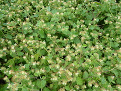 Phacelia malvifolia