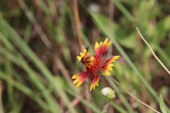 Trachusa cordaticeps