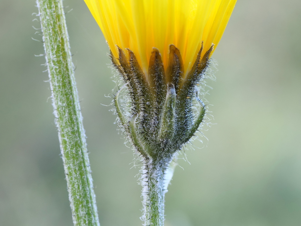 Crepis alpestris; photograph (c) Wolfgang Jauch, some rights reserved (CC BY)