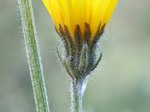 Image of Crepis alpestris by (c) Wolfgang Jauch, some rights reserved (CC BY)