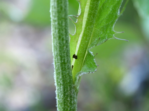Image of Crepis alpestris by (c) Wolfgang Jauch, some rights reserved (CC BY)