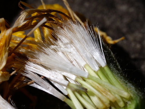Image of Crepis alpestris by (c) Wolfgang Jauch, some rights reserved (CC BY)