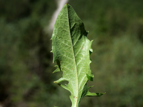 Image of Crepis alpestris by (c) Wolfgang Jauch, some rights reserved (CC BY)