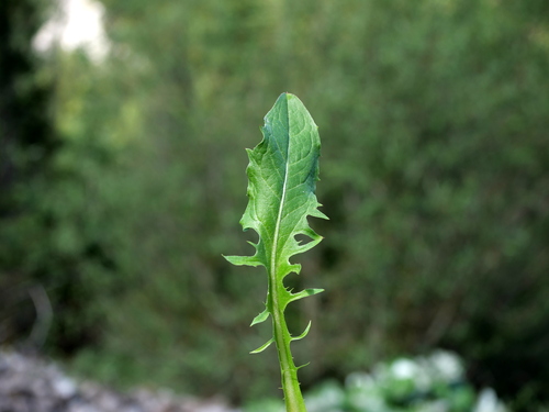 Crepis alpestris, photograph 3