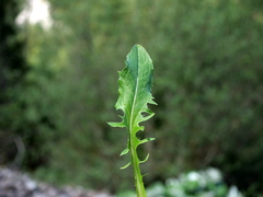 (c) Wolfgang Jauch, some rights reserved (CC BY) Crepis alpestris, photograph (c) Wolfgang Jauch, some rights reserved (CC BY)