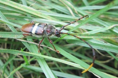 Deretrachys juvencus