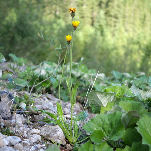 Alpine hawksbeard (Crepis alpestris)