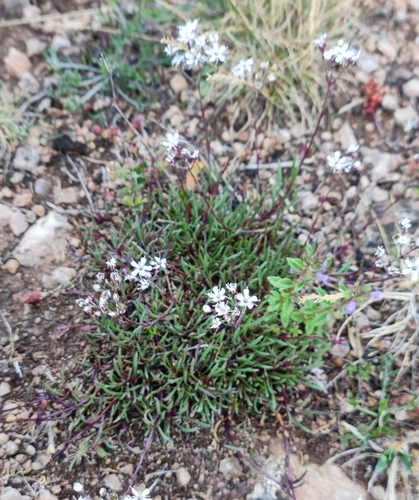 Gypsophila fastigiata (Gypsophila fastigiata)