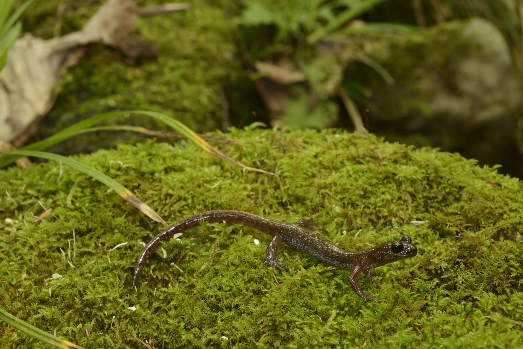 Tohuku Clawed Salamander