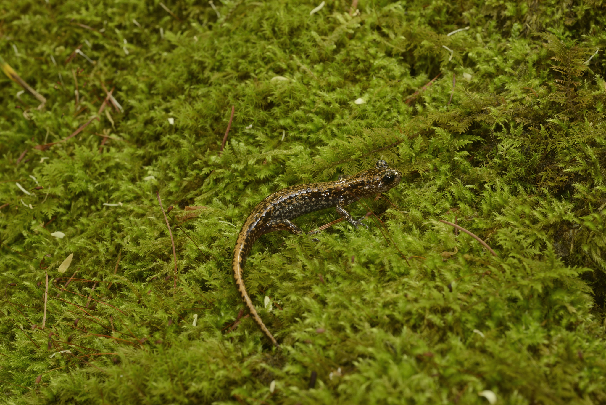 Tohuku Clawed Salamander photo 2