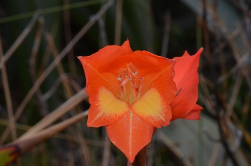 Dragon's-head Lily