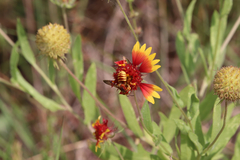 Trachusa cordaticeps