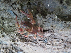 Lacunicambarus miltus