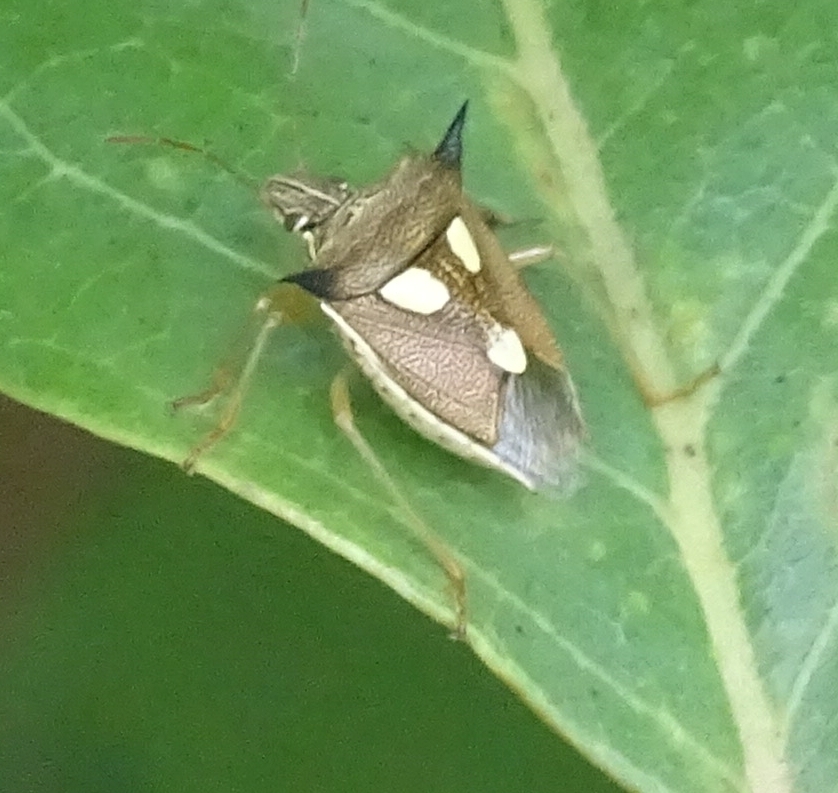 Aspavia acuminata