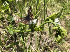 Euphydryas editha taylori