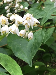 Deutzia crenata