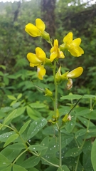 Thermopsis gracilis
