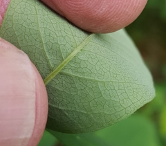Thermopsis gracilis