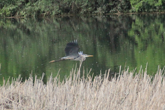 Ardea herodias