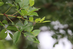 Trirhabda bacharidis