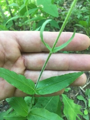 Penstemon brevisepalus
